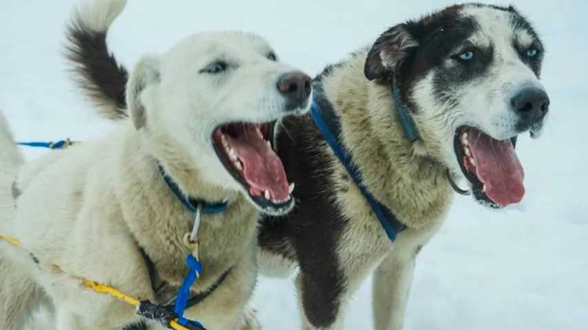 El hombre gritón es como el perro ladrador. (Foto: Mariamichelle/Pixabay)